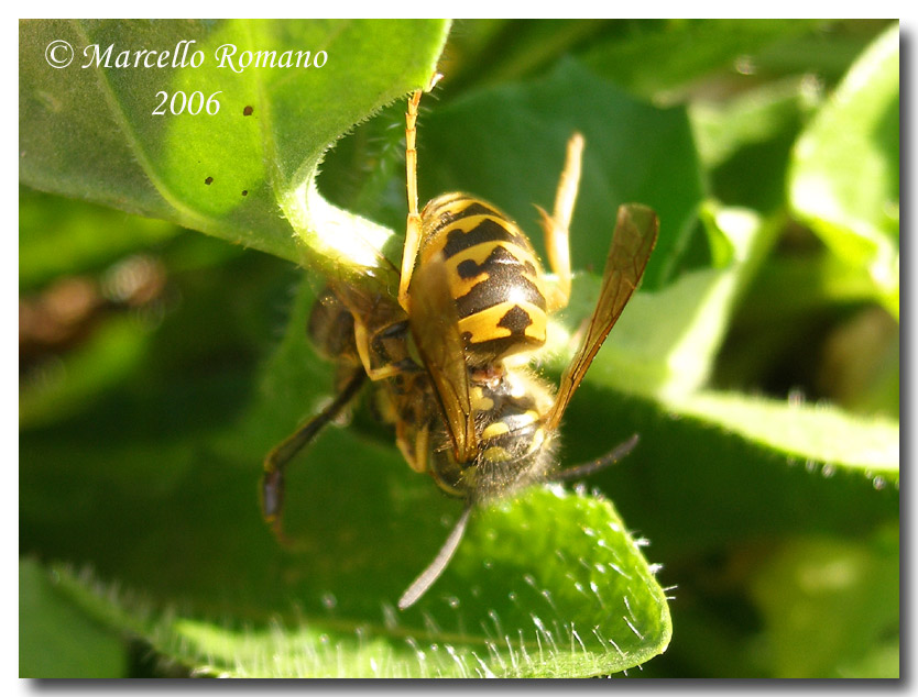 Espe terranzu: Vespula germanica (Hymenoptera, Vespidae)